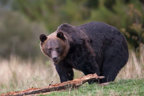 Brown bear, Bieszczady Mountains