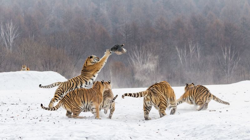 уссурийские тигры, охота, китай photo preview