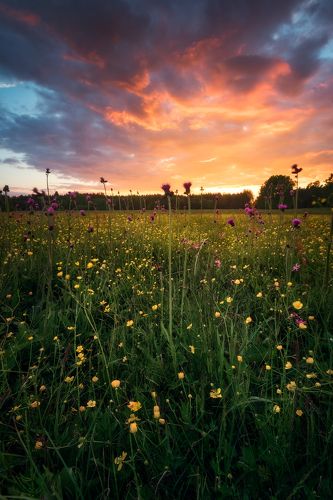 May meadow sunset mix...