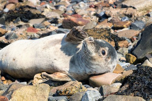 Seal. Holy Island.Great Britain