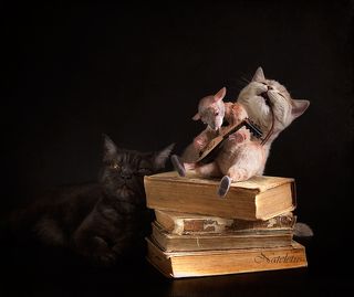 Кошки-Мышки