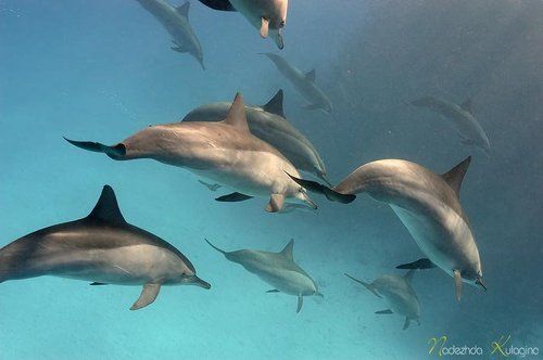 Дельфинья любовь