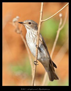Серая мухоловка - Muscicapa striata