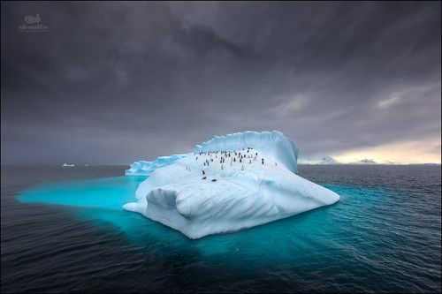 Колония пингвинов на дрейфующем айсберге...