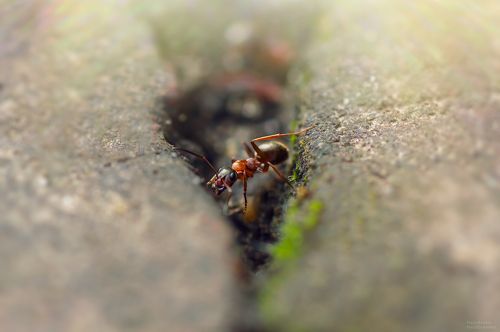 муравьишка