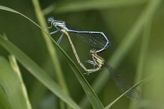Zygoptera