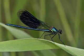 Calopteryx splendens