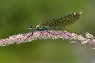 Calopteryx splendens