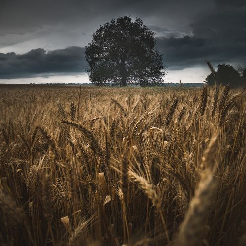 Житата | Пшеница | Summer Wheat