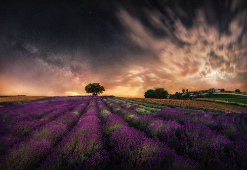 Lavender field by night