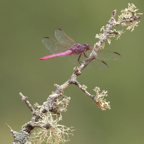 Pink Dragonfly  - Roseate skimmer