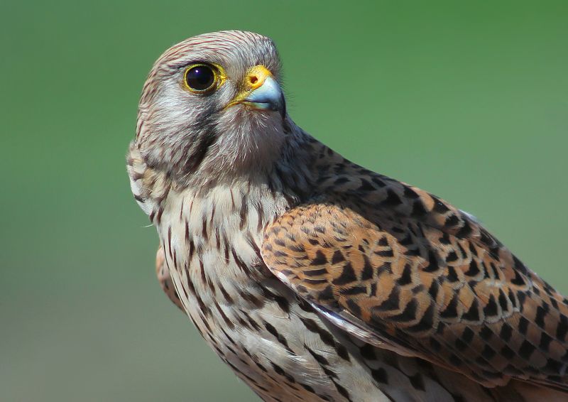 Обыкнове́нная пустельга́ (лат. Falco tinnunculus)photo preview