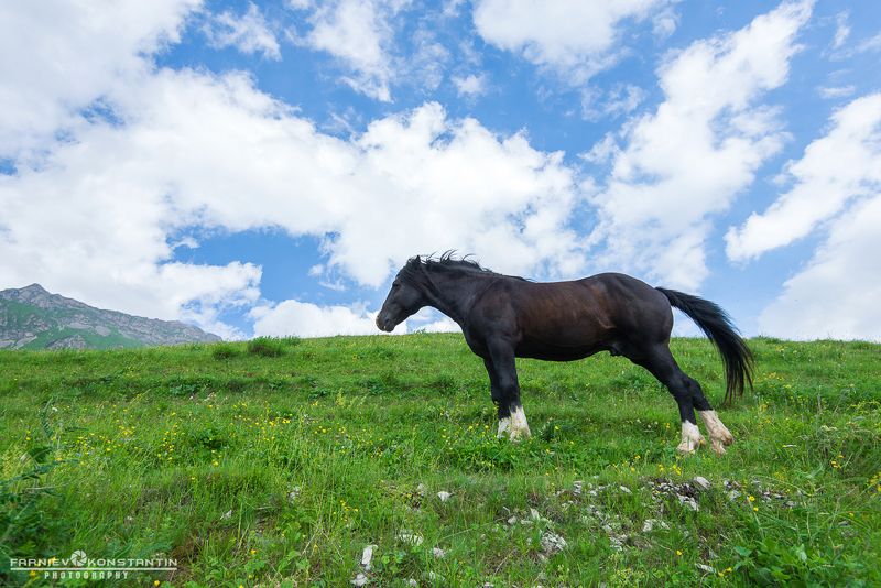 northern ossetia, horses, ossetia, russia, wild horses, Wild horses of Mountain Sanibaphoto preview