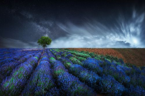 Fairy tale, blue lavender