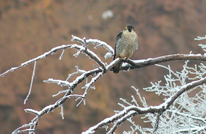 Сапса́н (лат. Falco peregrinus)photo preview