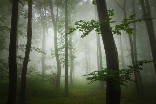 Темный лес Яркий туман