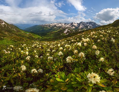 Цветут рододендроны в Абхазии.