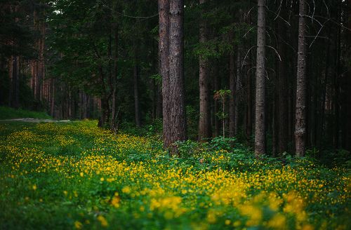 Желтовато зеленый лес