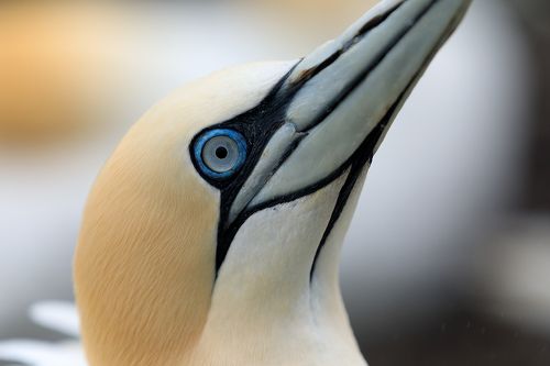 Portrait of an adult gannet.  Bass Rock. Scotland