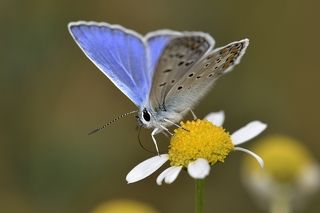 Polyommatus icarus