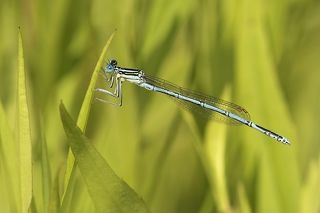 Zygoptera