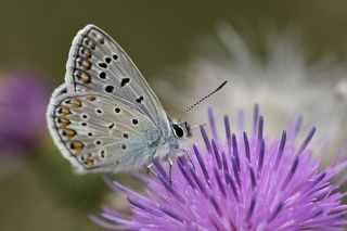Polyommatus icarus