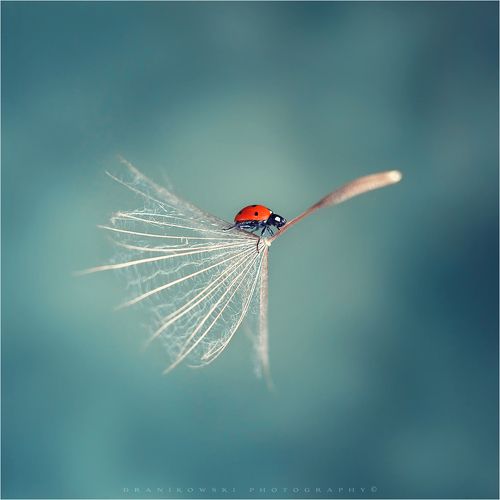 flying ladybird