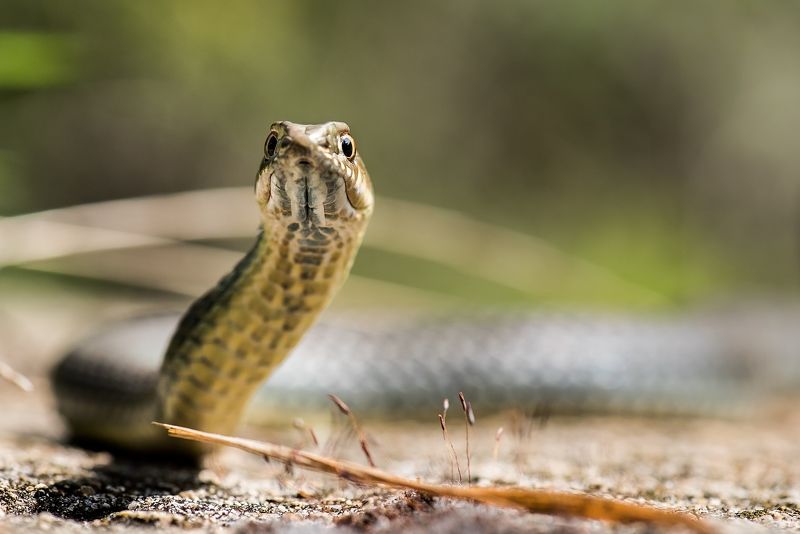 Ящеричная змея (Malpolon insignitus)photo preview
