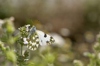 Pontia daplidice