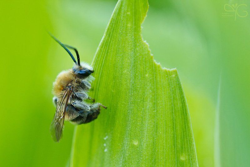макро, сон, пчела, лето, ландыш, вечер, bee, macro, sleep, summer, evening photo preview