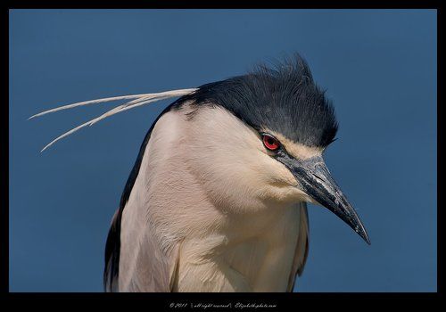 Кваква - Black - crowned Night Heron