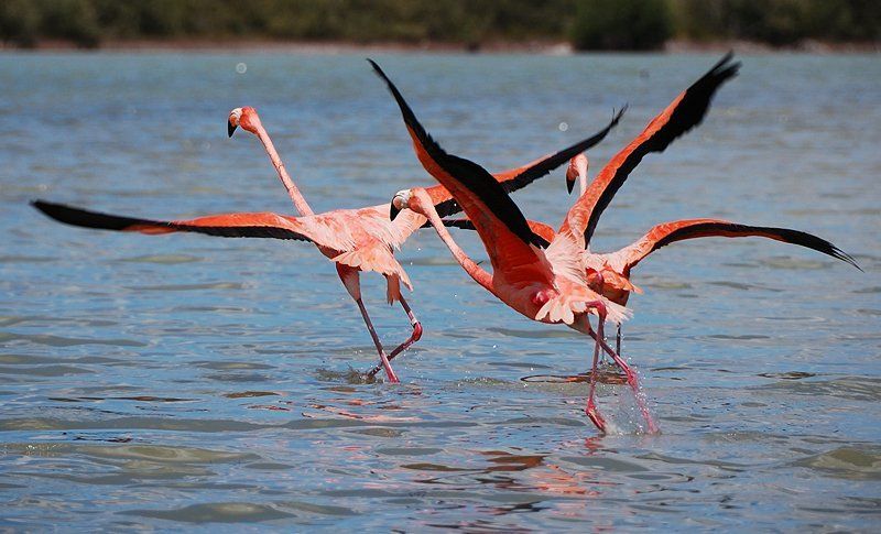 фламинго, мексика, юкатан, мексиканский залив Мир Фламингоphoto preview