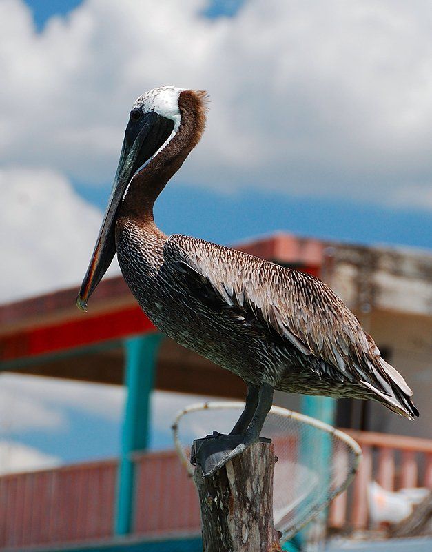 рио лагартос, юкатан, мексика, птицы, пеликан Пеликанисто :-)photo preview