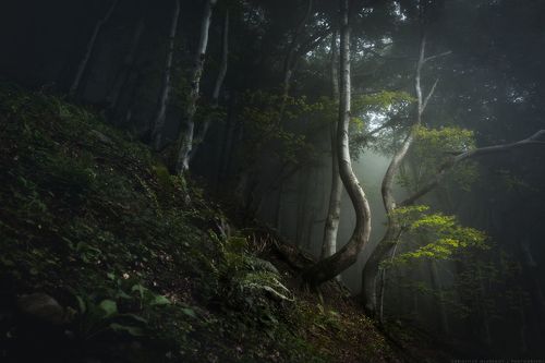 Вдън гората | Into the Woods