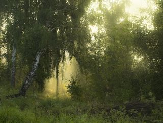 Туман разбавленный солнцем