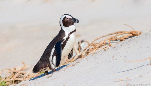 Африканский пингвин