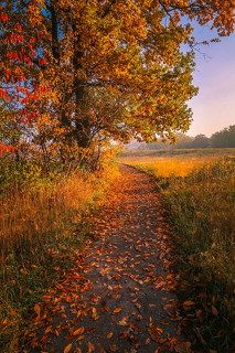 Дорожка в осень