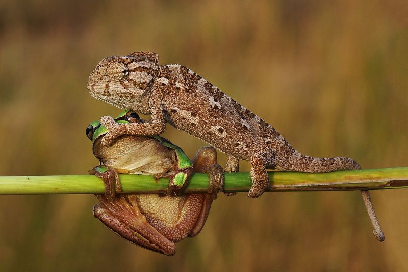 tree frog, chameleon, shut up, humor, animal, macro, shut up!photo preview