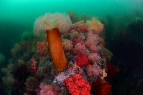 Подводный мир Камчатки