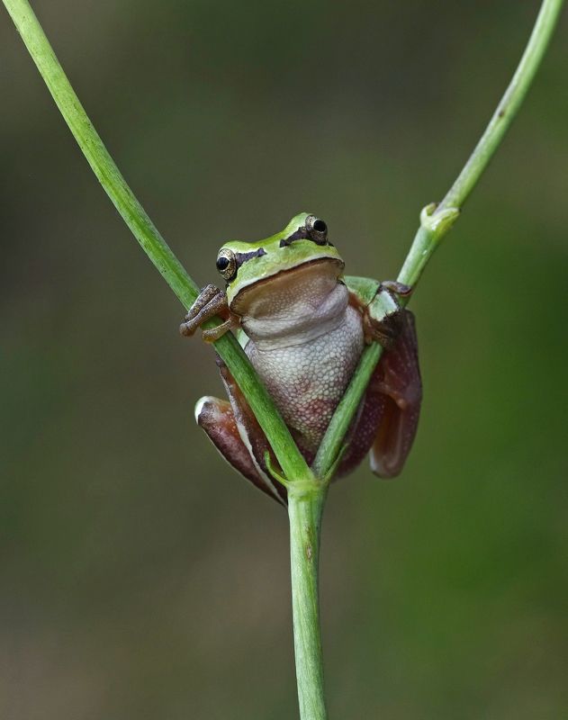 frog, tree frog, humor, macro, animal, graphics, hello, hi, angry frog, Angry Frogphoto preview
