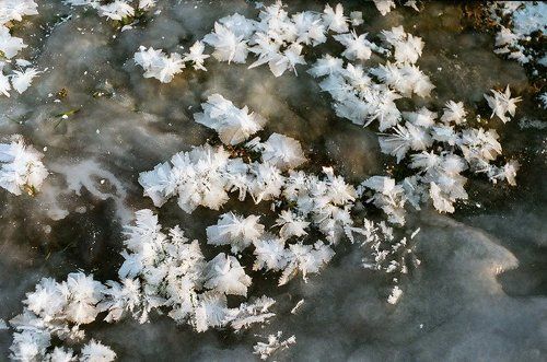 Ледяные цветы мороза