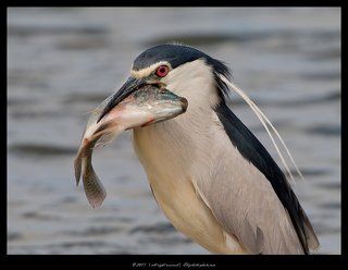Fisher