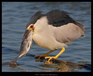 Кваква - Black - crowned Night Heron