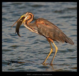 Рыжая цапля - Purple Heron