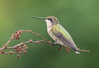 Колибри - Hummingbirds Female