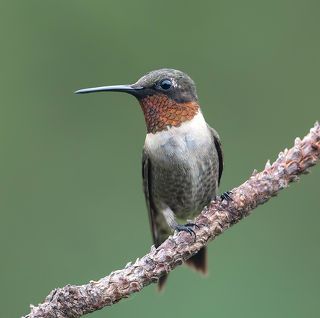 Рубиновогорлый колибри - Male Ruby-throated Hummingbird