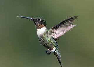 Колибри - Hummingbird flight