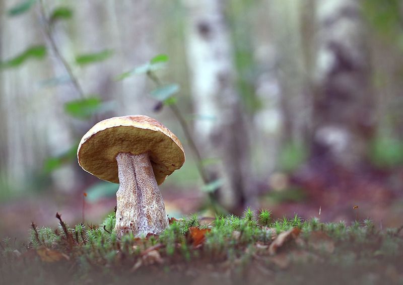 лес,осень,гриб. Среди молодых березок.photo preview