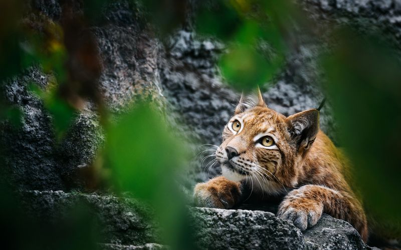 animals, nature, travel, life, cats Засадаphoto preview