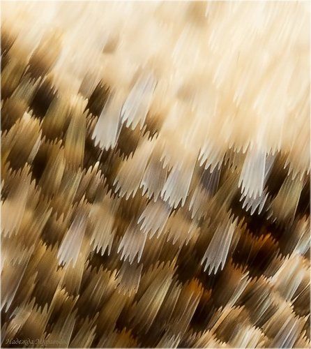 Чешуйки крыла Catocala fraxini. Фотофакт.